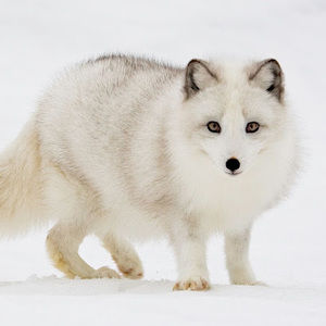 Meet your Posher, Yliana